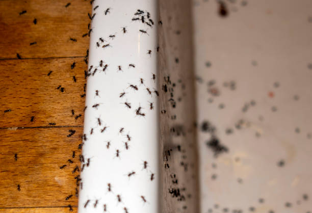 Best Bird Control  in Belleville, WI