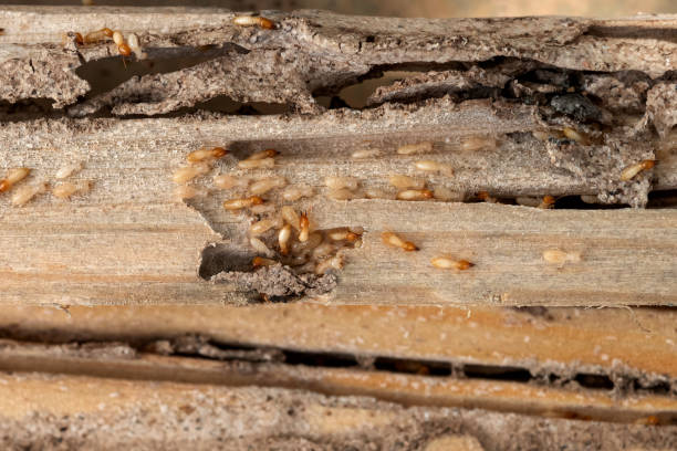 Trusted Belleville, WI Pest Control Experts