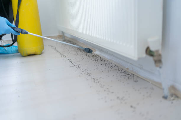 Best Flea Control Services  in Belleville, WI